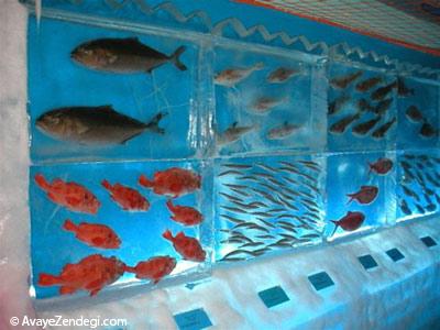 آکواریوم یخی در کسنوما در ژاپن