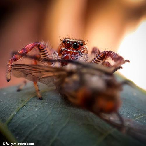 عکاسی ماکرو از حشرات با اسمارت فون‌ها 