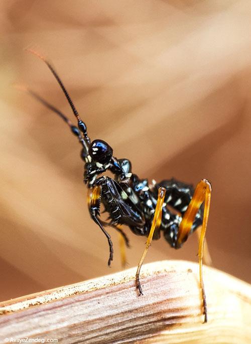 عکاسی ماکرو از حشرات با اسمارت فون‌ها 