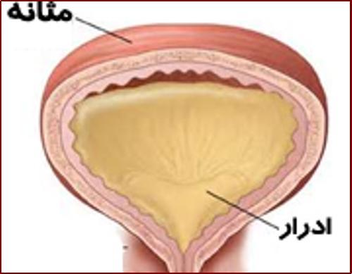 ادرارتان را نگه ندارید