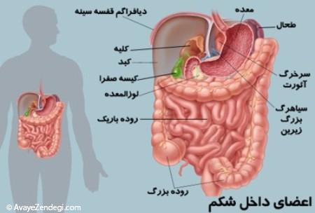 11 واقعیت عجیب درباره اجزای شکم