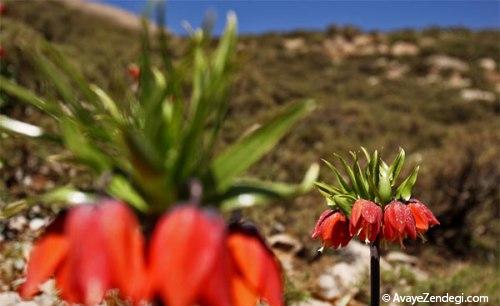 زندگی در «شول آباد»