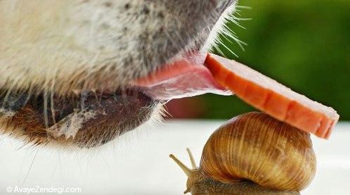 تصاویری از دنیای زیبای حلزون ها 