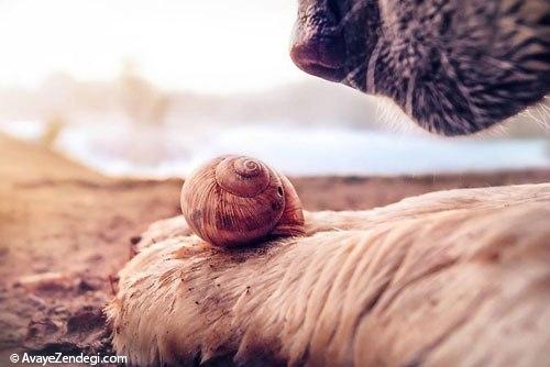 تصاویری از دنیای زیبای حلزون ها 