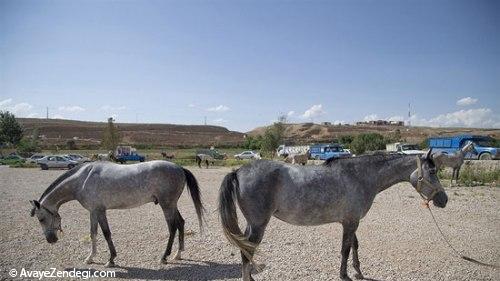 جشنواره زیبایی اسب اصیل ترکمن