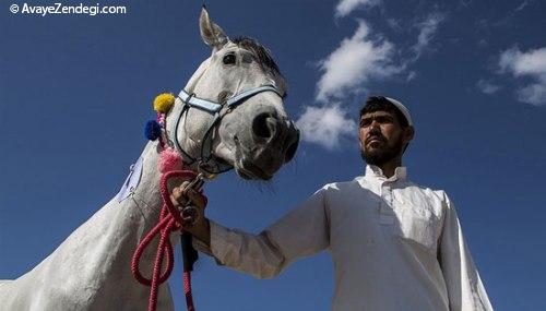 جشنواره زیبایی اسب اصیل ترکمن