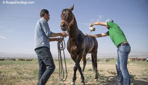 جشنواره زیبایی اسب اصیل ترکمن