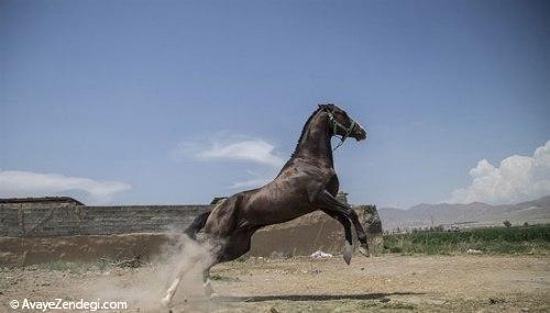 جشنواره زیبایی اسب اصیل ترکمن