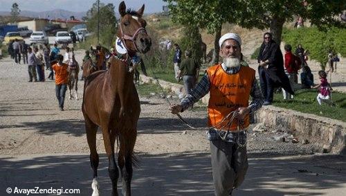 جشنواره زیبایی اسب اصیل ترکمن