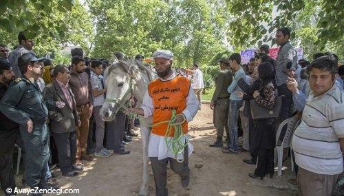 جشنواره زیبایی اسب اصیل ترکمن