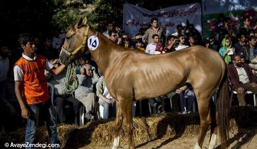 جشنواره زیبایی اسب اصیل ترکمن