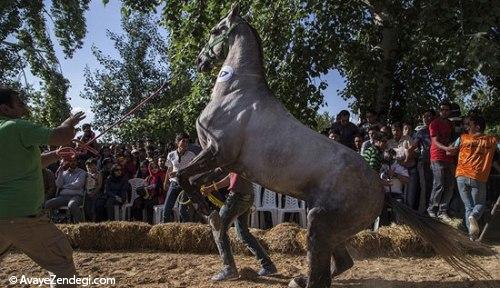 جشنواره زیبایی اسب اصیل ترکمن