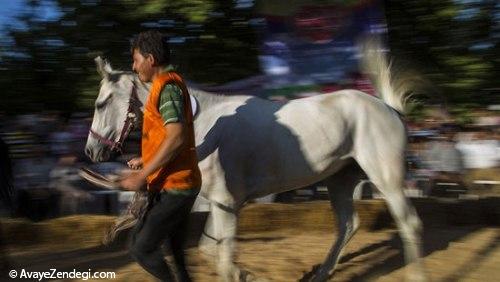 جشنواره زیبایی اسب اصیل ترکمن