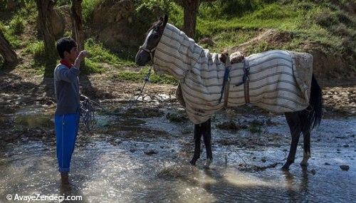 جشنواره زیبایی اسب اصیل ترکمن