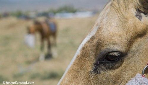 جشنواره زیبایی اسب اصیل ترکمن