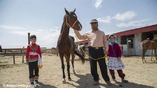 جشنواره زیبایی اسب اصیل ترکمن