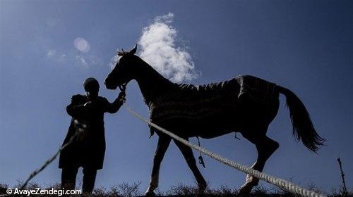 جشنواره زیبایی اسب اصیل ترکمن