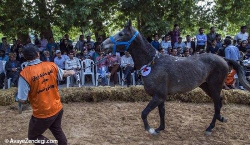 جشنواره زیبایی اسب اصیل ترکمن