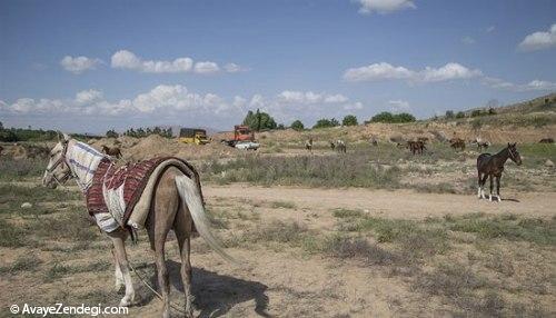 جشنواره زیبایی اسب اصیل ترکمن