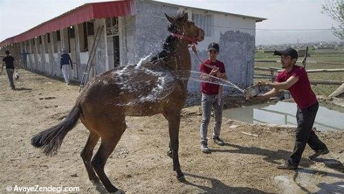 جشنواره زیبایی اسب اصیل ترکمن