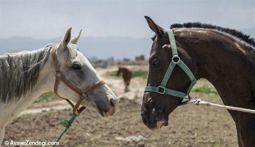 جشنواره زیبایی اسب اصیل ترکمن