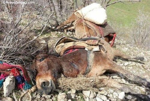 قاطرها هزینه قاچاق انسان‌ها را می‌پردازند!