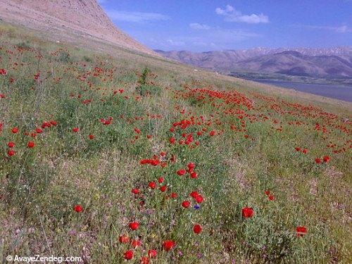 تالاب بین المللی و زیبای چغاخور