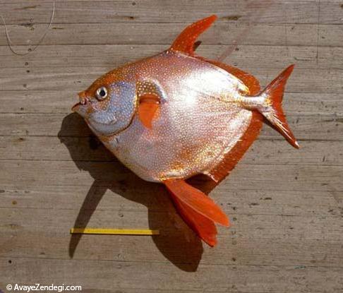 دانشمندان اولین ماهی خون گرم را یافتند!