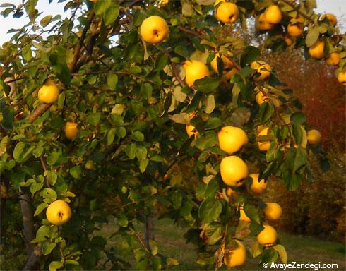 خواص درمانی به دانه 