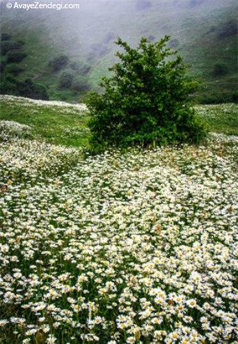 بهشت بابونه در ایران