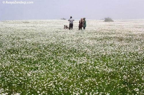 بهشت بابونه در ایران