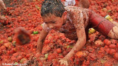 جشنواره مبارزه با گوجه‌فرنگی