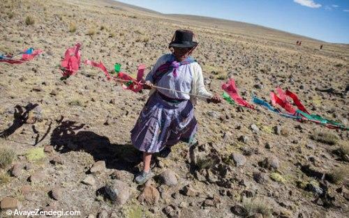 آئین چیدن پشم دام در پرو‎