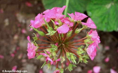 مرکز تولید و پرورش گیاهان گلخانه ای