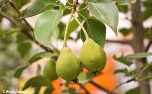 مرکز تولید و پرورش گیاهان گلخانه ای