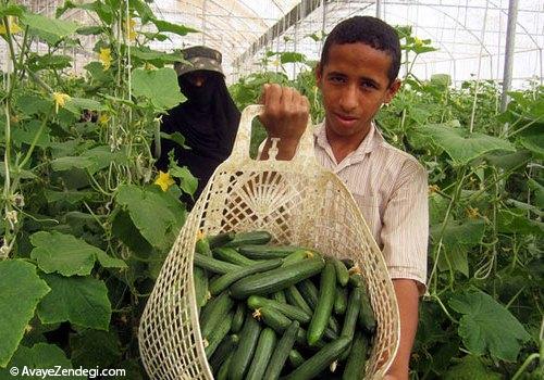 برداشت خیار سبز
