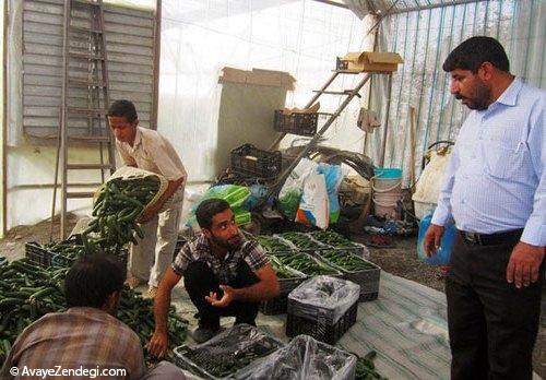 برداشت خیار سبز