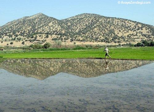 نشاکاری در یاسوج