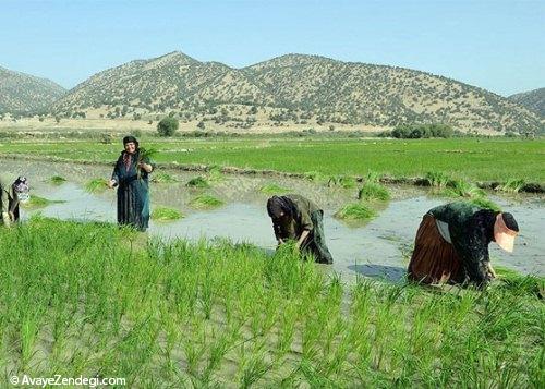 نشاکاری در یاسوج