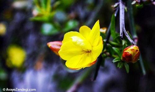 سفر در جاده‌ای رویایی با مقصد «رامسر»
