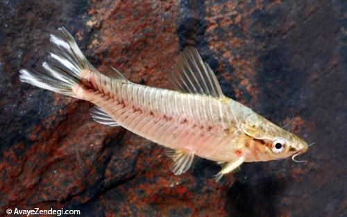 معرفی ماهی کتفیش دم پرچمی (Flagtail Catfish)