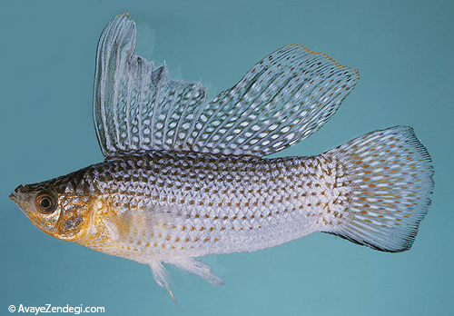  معرفی ماهی مولی باله بلند (Mexican Sailfin Molly) 