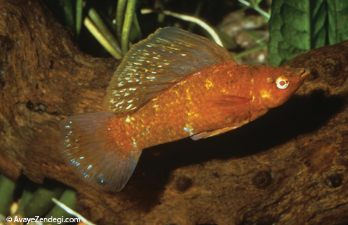  معرفی ماهی مولی باله بلند (Mexican Sailfin Molly) 