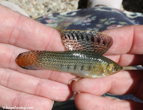  معرفی ماهی مولی باله بلند (Mexican Sailfin Molly) 