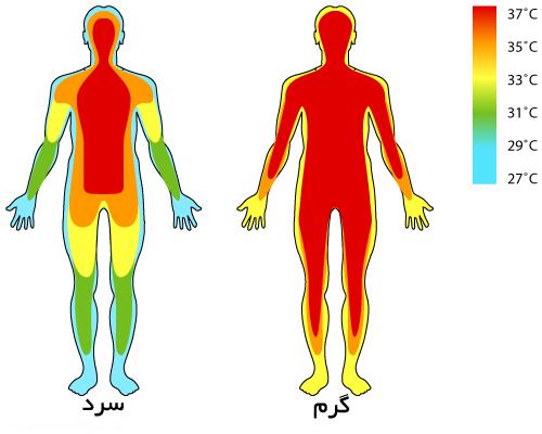  7 واقعیت در مورد دمای بدن 