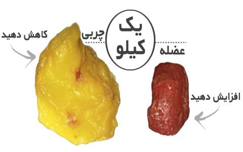 آیا واقعا” وزن عضله از وزن چربی بیشتر است؟