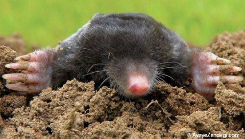 موشهای کور در اعماق زمین چگونه تنفس می کنند؟