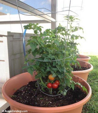 پرورش گوجه گیلاسی در خانه
