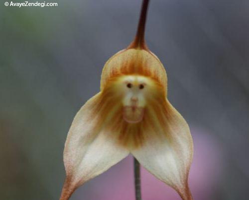 گل ارکیده میمون در جنگل های ابری اکوادور و پرو