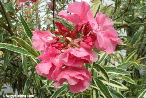 درختچۀ خرزهره
